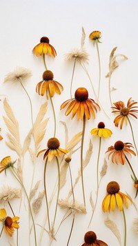 Pressed coneflowers wallpaper plant petal daisy.