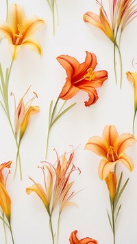 Pressed daylilies wallpaper flower backgrounds petal.