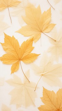 Pressed maple leaves backgrounds plant leaf.