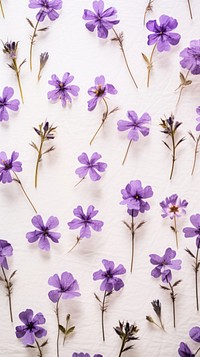 Real pressed mini purple flowers backgrounds lavender petal.