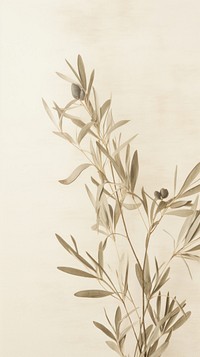Pressed olive plant wallpaper backgrounds pattern drawing.