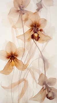Real pressed orchid flowers petal plant art.