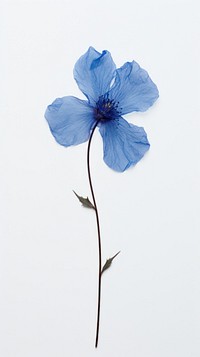 Pressed blue flower blossom petal plant inflorescence.