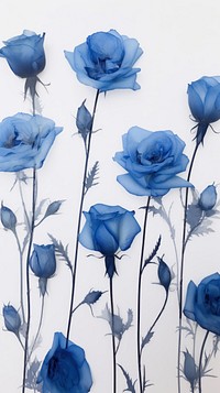 Real pressed blue rose flowers petal plant art.