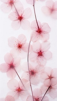 Real pressed cherry blossom field flower backgrounds petal plant.