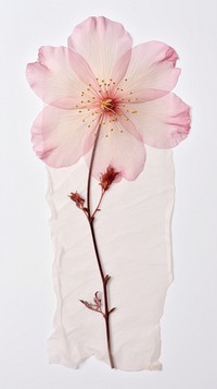 Real pressed cherry blossom flower petal plant paper.