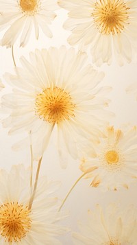 Real pressed chrysanthemum field flower backgrounds chrysanths wallpaper.