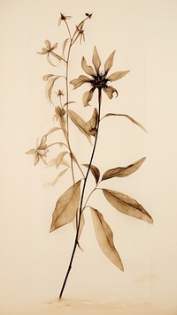 Pressed coffee plant flower drawing sketch.