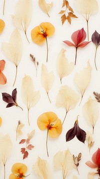 Real pressed flower petals backgrounds wallpaper pattern.