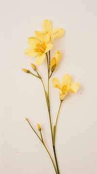 Pressed freesia flower blossom petal plant.