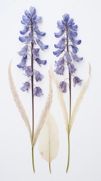 Pressed hyacinths flower lavender plant.