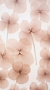 Pressed hortensia wallpaper flower backgrounds pattern.