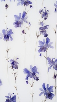 Pressed larkspur flowers wallpaper backgrounds lavender petal.