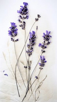 Real pressed lavender flowers plant herb inflorescence.