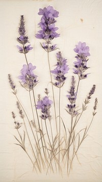 Real pressed lavender flowers blossom purple plant.