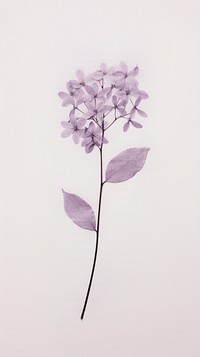 Pressed lilac flower blossom plant.