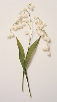 Lily of the valley flower plant petal.