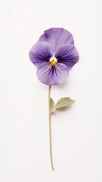 Pressed pansy flower plant inflorescence.
