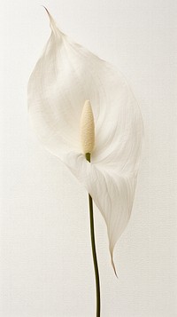 Pressed peace lily wallpaper flower petal plant.
