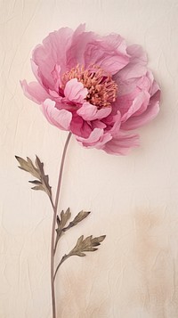 Real pressed peony field flower blossom plant rose.
