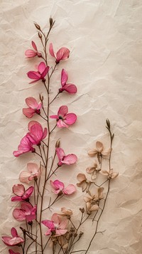Real pressed pink flowers petal plant wall.