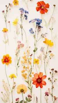 Real pressed summer flowers backgrounds pattern petal.