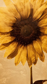 Real pressed sunflower field flower backgrounds petal plant.