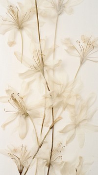 Pressed tuberose wallpaper flower plant art.