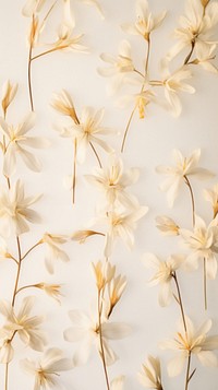 Pressed tuberose wallpaper flower backgrounds plant.
