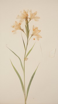 Pressed tuberose wallpaper flower gladiolus petal.