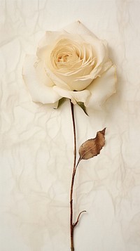 Real pressed white rose flower petal plant.