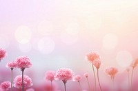 Carnation flowers border background backgrounds outdoors blossom.