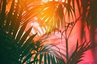 Tropical light leaks backgrounds outdoors tropics.