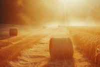 Farm light leaks landscape sunlight outdoors.