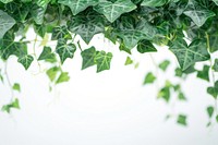 Ivy backgrounds plant leaf.