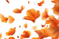 Orange flowers petals backgrounds plant leaf.