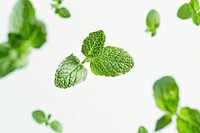 Mint backgrounds plant herbs.