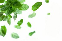 Mint backgrounds plant herbs.