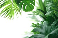 Tropical leaves backgrounds vegetation outdoors.