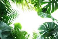 Tropical leaves backgrounds vegetation sunlight.