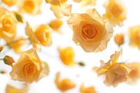 Yellow roses backgrounds flower petal.