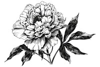 Illustration of peony drawing flower dahlia.