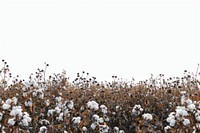 A cotton field backgrounds white white background.