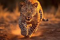 Leopard running wildlife cheetah animal.