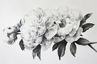 Illustration of peony drawing flower sketch.