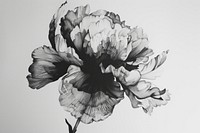 Illustration of peony drawing flower sketch.