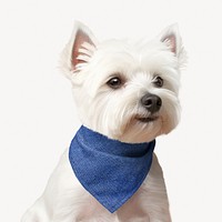 White terrier with blue bandana