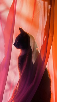 Shadow of cat under the curtain animal mammal pink.
