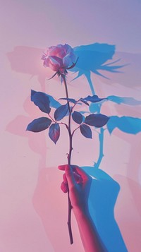 Hand holding rose flower shadow petal.