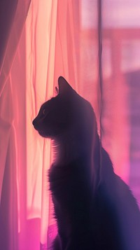 Hadow of cat under the curtain mammal animal purple.